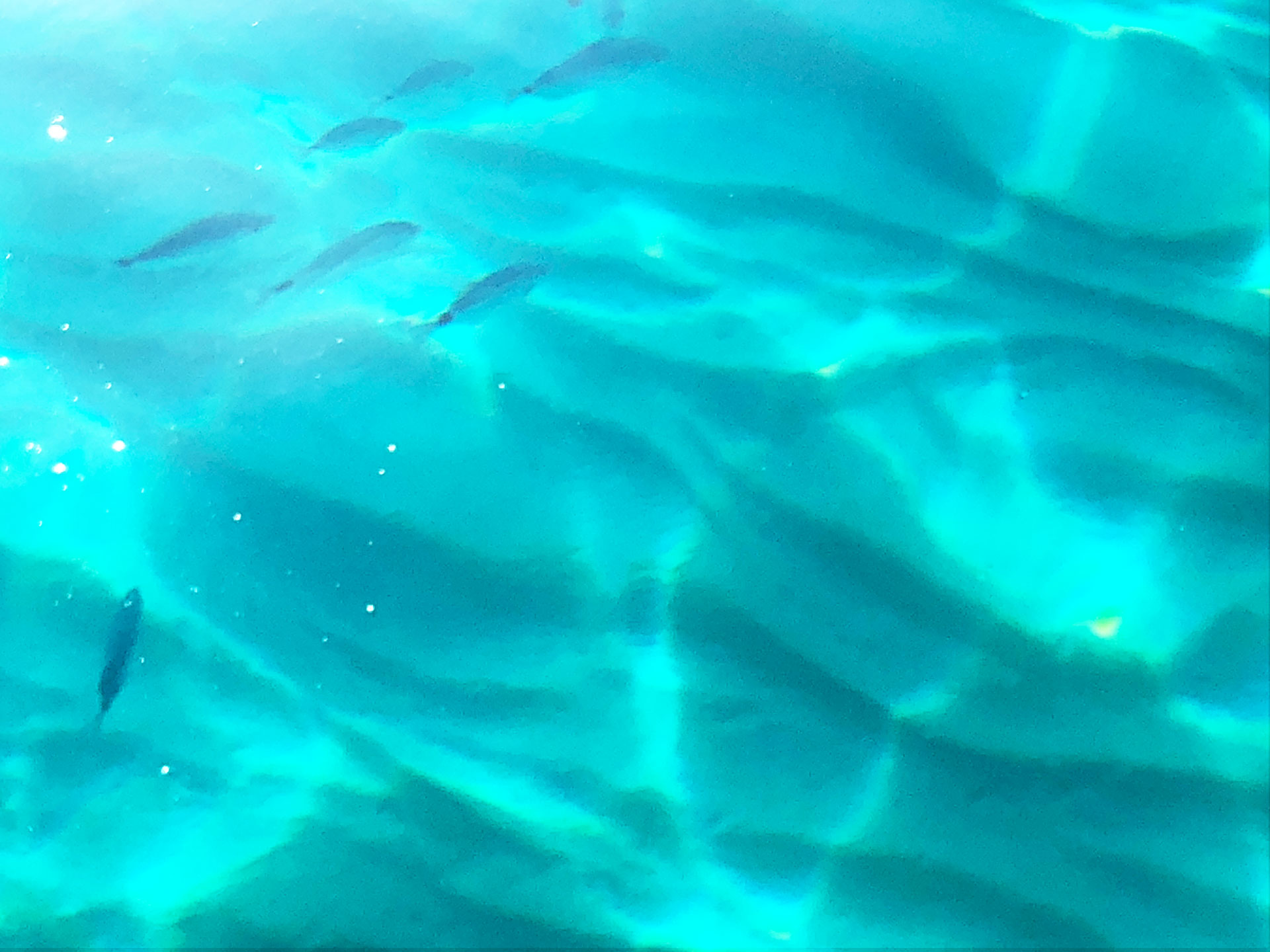 Klares Wasser mit Fischen als Bade- und Ankerstimmung.