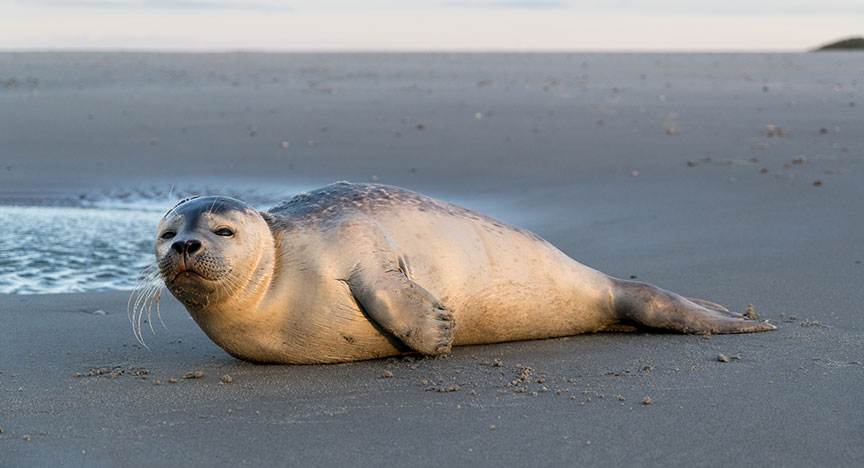 Seal on a sandbank or beach